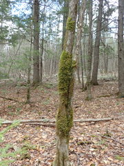 Neckera pennata image