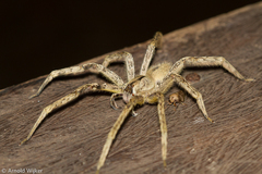 Phoneutria boliviensis