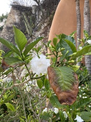 Magnoliopsida