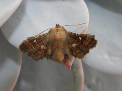 Dysodia granulata