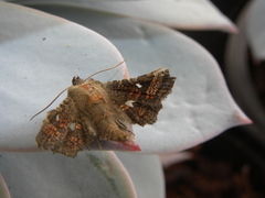 Dysodia granulata