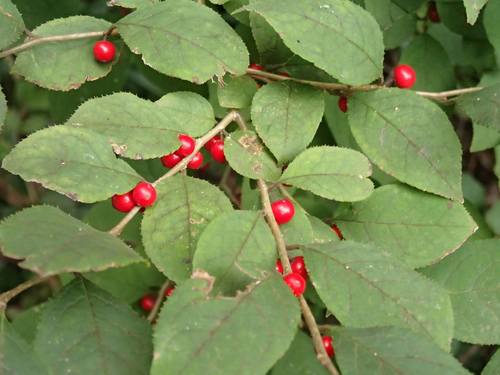 Ilex serrata, photographed by an iNaturalist contributor
