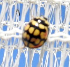 Cheilomenes sulphurea