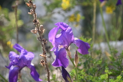 Iris pallida illyrica