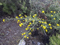 Adenocarpus telonensis