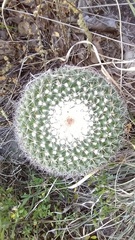 Mammillaria wagneriana