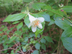 Diabelia spathulata