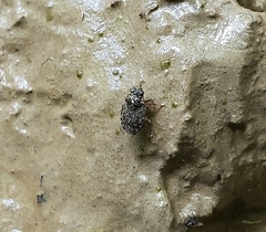Ochteridae