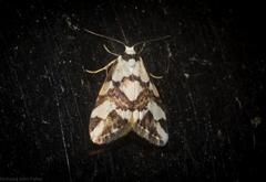 Thallarcha staurocola