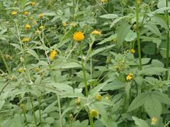 Bidens pilosa pilosa