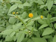Bidens pilosa pilosa