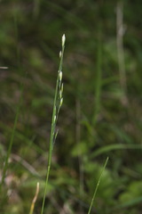 Poa pusilla