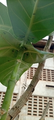 Calotropis procera image