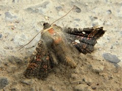 Dysodia granulata