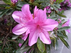 Rhododendron