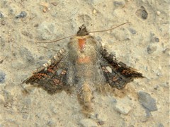 Dysodia granulata