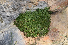 Campanula fenestrellata