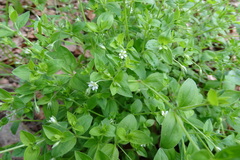 Moehringia trinervia