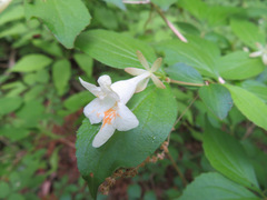 Diabelia spathulata