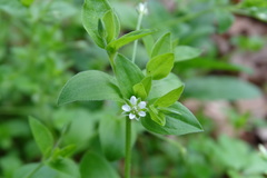 Moehringia trinervia