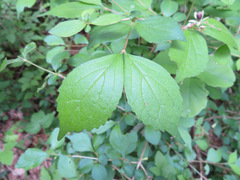 Diabelia spathulata