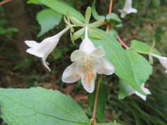 Diabelia spathulata