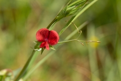 Lathyrus sphaericus