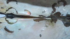 Sinanodonta woodiana