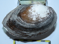 Sinanodonta woodiana