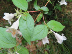 Diabelia spathulata
