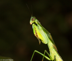Choeradodis rhomboidea
