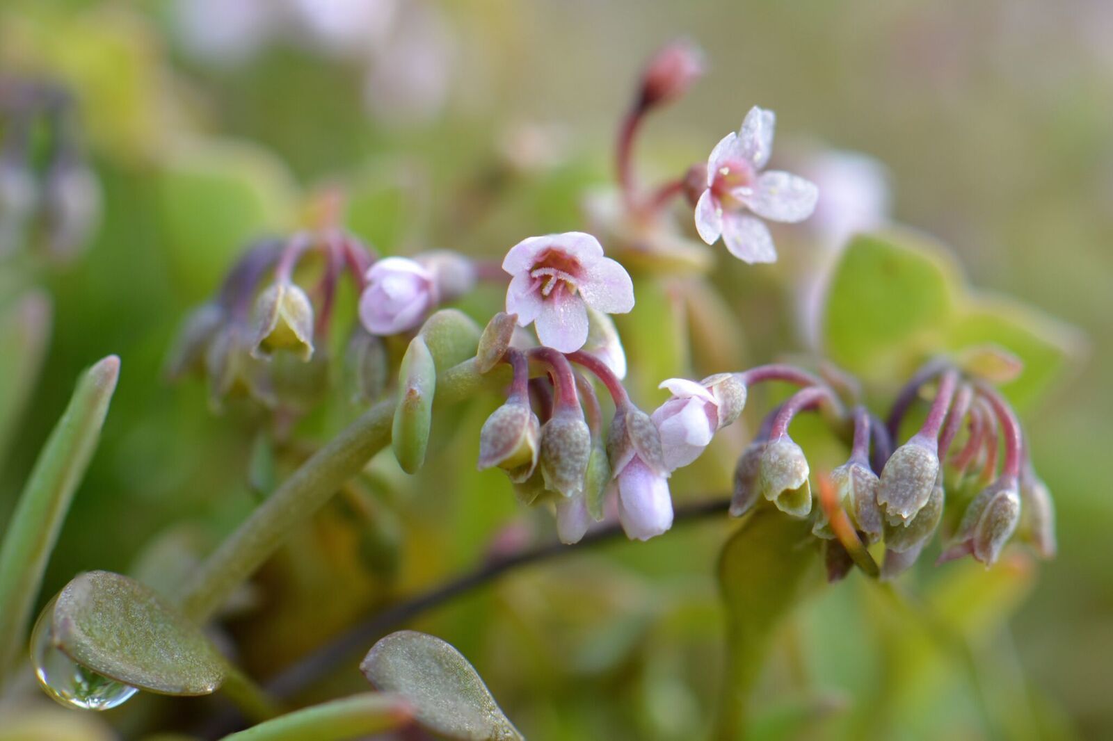 Claytonia exigua ssp. glauca