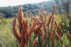 Elegia thyrsoidea