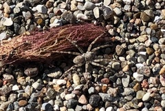 Arctosa cinerea