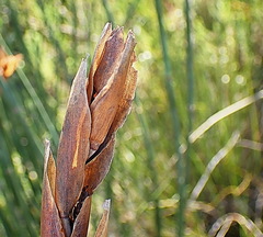 Elegia thyrsoidea