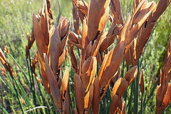 Elegia thyrsoidea