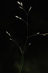 Poa pusilla