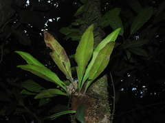 Polytaenium guayanense