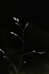 Poa pusilla