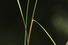 Poa pusilla