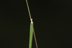 Poa pusilla