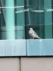 Turdus viscivorus