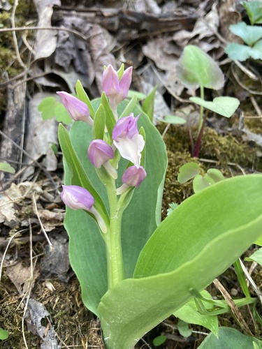 Little Cove Mountain Trail