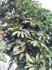 Heptapleurum actinophyllum