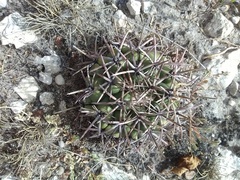 Coryphantha poselgeriana