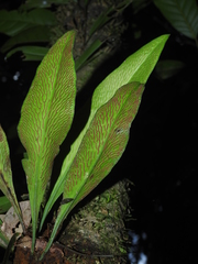 Polytaenium guayanense