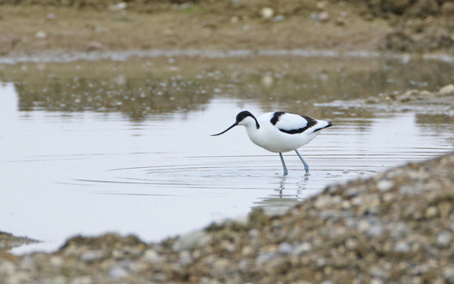 Avoceta común (Recurvirostra avosetta)