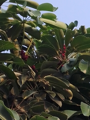 Heptapleurum actinophyllum