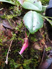 Restrepia