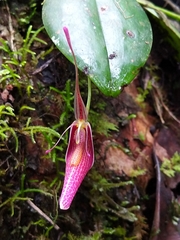 Restrepia